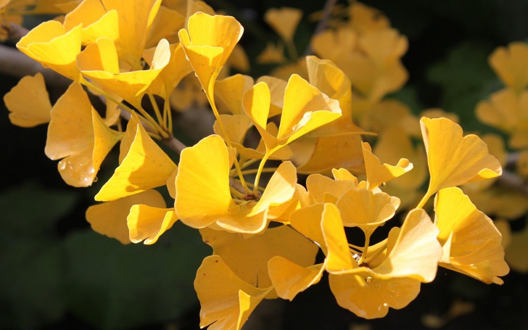 Explorer l’approche orientale